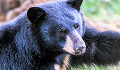 black bear feature2