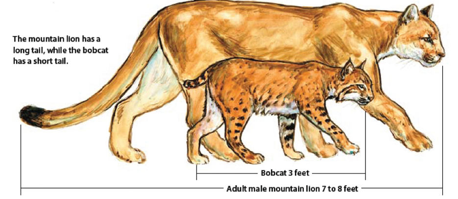 Difference between cougar and bobcat