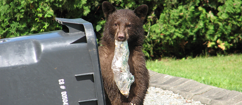 Bears are opportunistic and will eat non-natural food like garbage