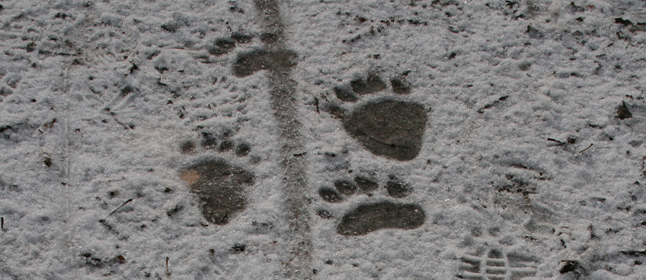 Black bear prints