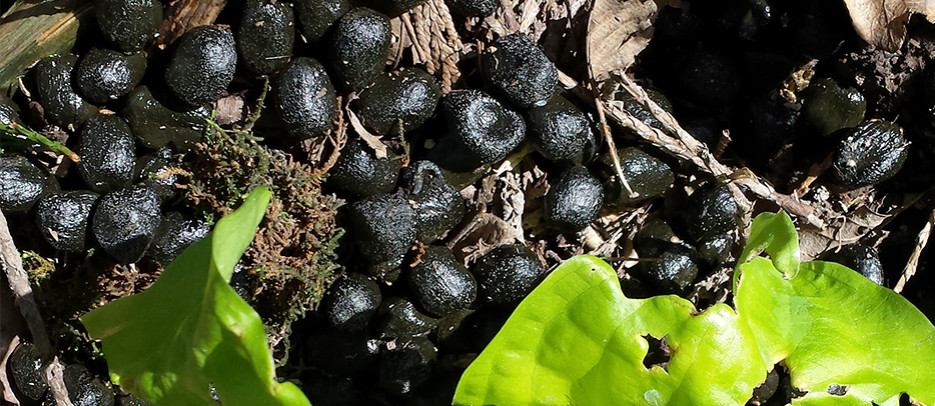 Elk scat with skunk cabbage